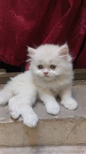 2 persian white and 1 brown kitten 4