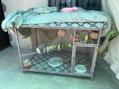 Parrots for sale with Big Cage