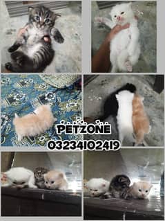 3 male kittens available