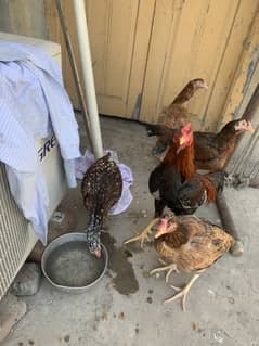 Aseel hens for sale 0