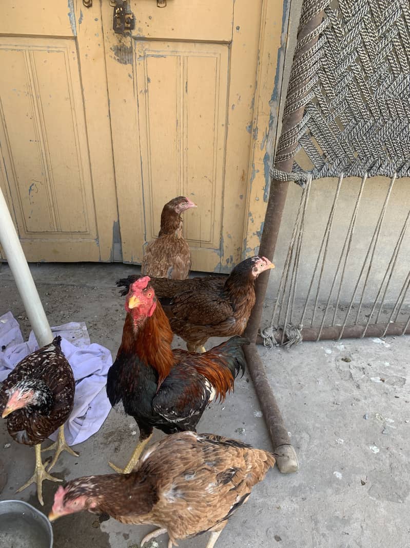 Aseel hens for sale 2