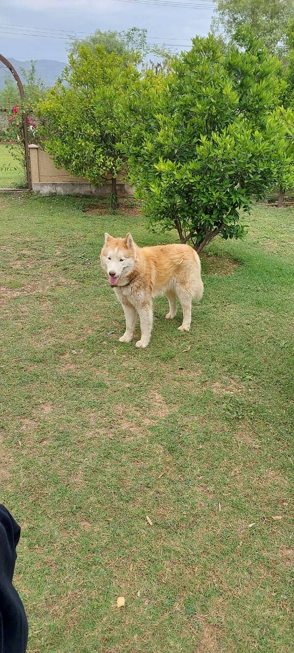 Siberian Husky Dog For Sale 2