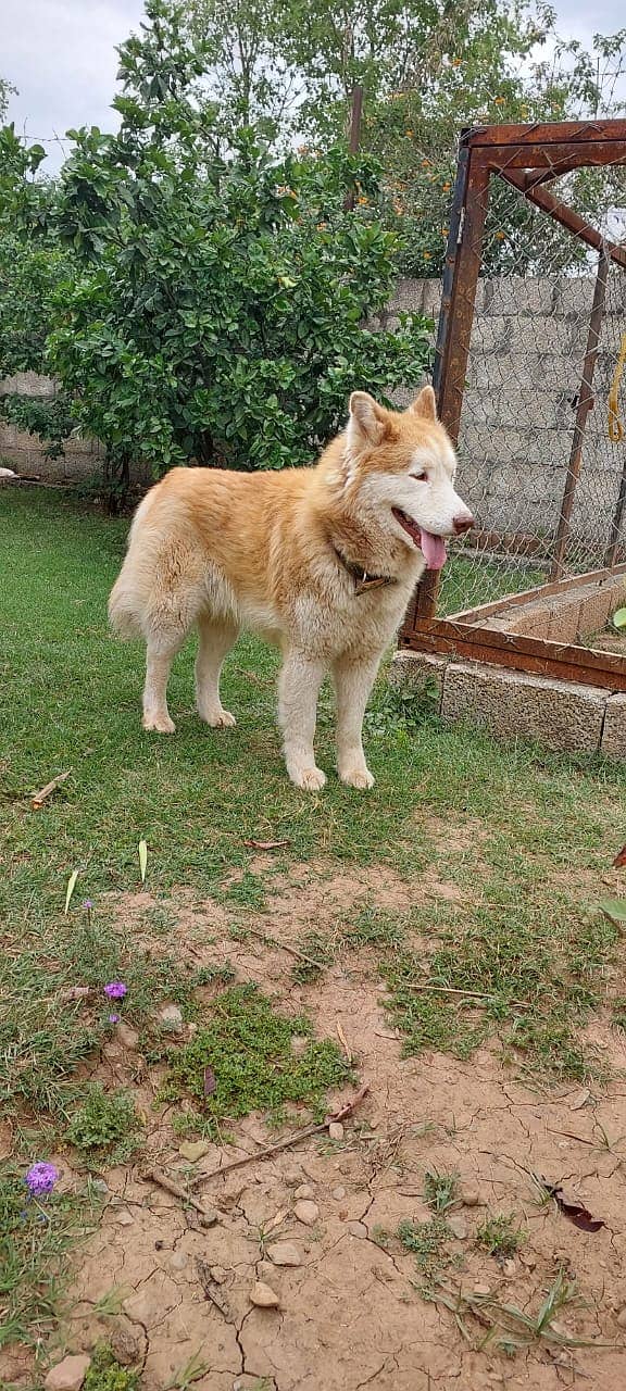 Siberian Husky Dog For Sale 7