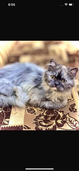 URGENT Pure Persian kittens for sale female grey smoke 2 5