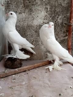 Fancy pigeon White pamorian