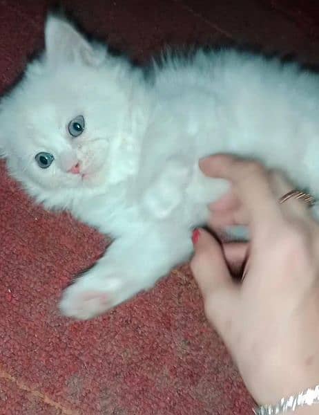 cat for sale/pershian kitten/sami punch face cat/triple coated kitten 1