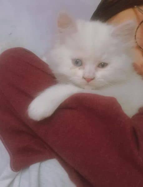 cat for sale/pershian kitten/sami punch face cat/triple coated kitten 3