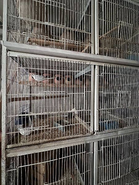 3 Bird Cage. Big clean cages for birds 4