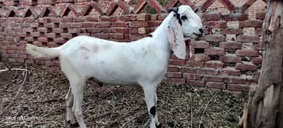 Goat for sell