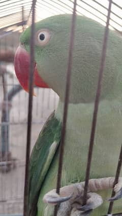 Raw female parrot
