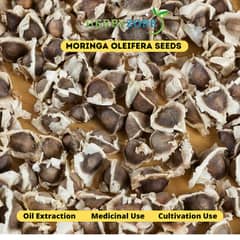 Moringa Seeds PKM 1 For Cultivation & Oil Extraction Supplier Lahore