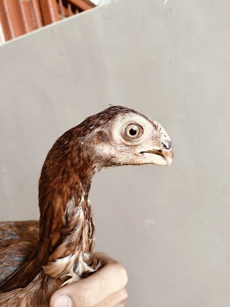indian parrot beak chicken 5