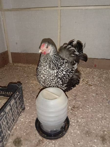 Silver laced Wyandotte large size breeder trio for sale 0