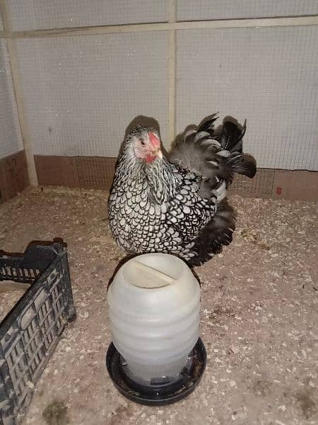 Silver laced Wyandotte large size breeder trio for sale 1