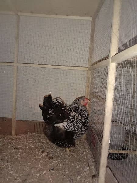 Silver laced Wyandotte large size breeder trio for sale 2