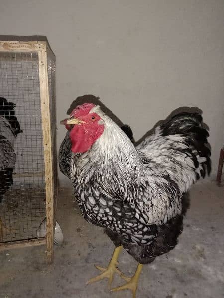 Silver laced Wyandotte large size breeder trio for sale 3