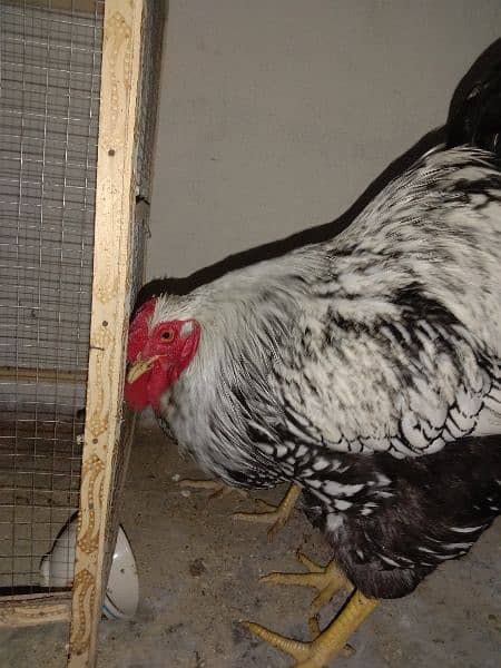 Silver laced Wyandotte large size breeder trio for sale 4