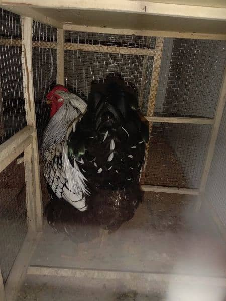 Silver laced Wyandotte large size breeder trio for sale 5