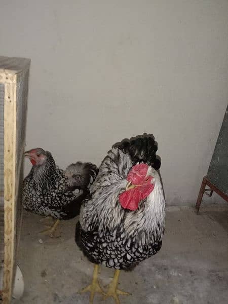 Silver laced Wyandotte large size breeder trio for sale 6