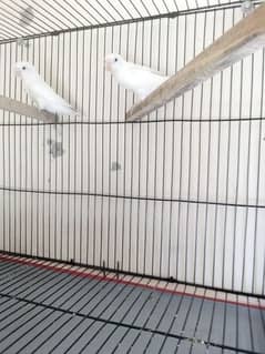 love birds\albino black eye\albino\cage\iron cage