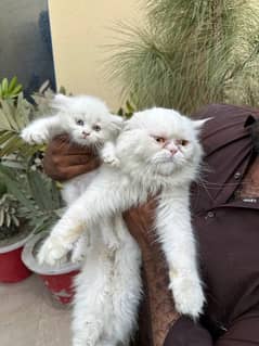 Punch Face Persian Female Cat with Kitten