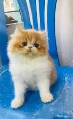 beautiful triple coated  Persian kittens and cats are for sale