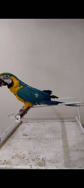 Macaw cockatoo grey available no 92 3014733851 2
