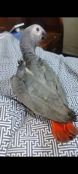 Macaw cockatoo grey available no 92 3014733851 3
