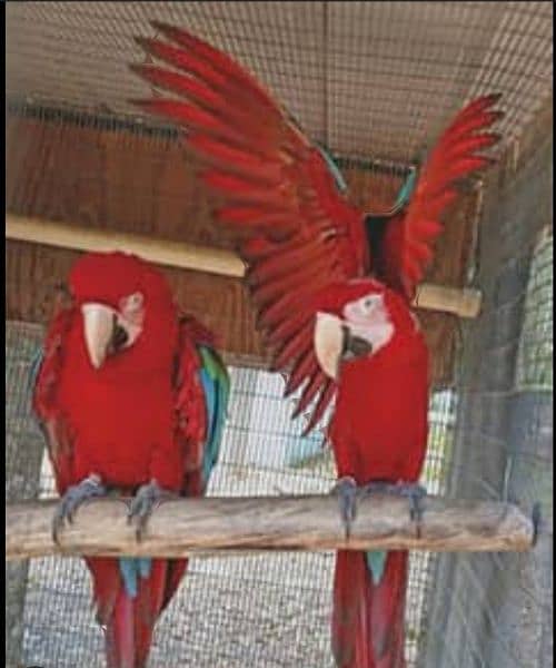 Macaw cockatoo grey available no 92 3014733851 6