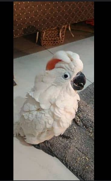 Macaw cockatoo grey available no 92 3014733851 7