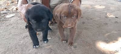 Two Labra dog female puppies