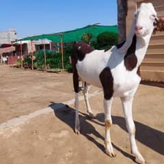 Faiz Goat Farms. Qurbani Animals
