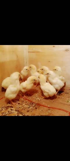 white Shamo 30 chicks available