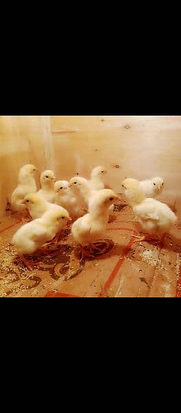 white Shamo 30 chicks available 1