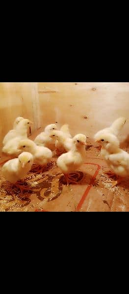 white Shamo 30 chicks available 2