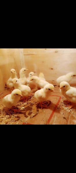 white Shamo 30 chicks available 3