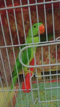 Raw parrots pair for sale