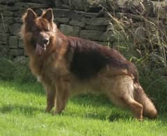 chocolate German Shepherd male available 2 years age for sale
