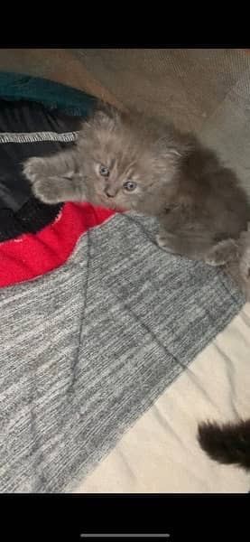 persian male kitten for sell 0