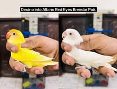 Decino x Albino Red Eye breeder pair