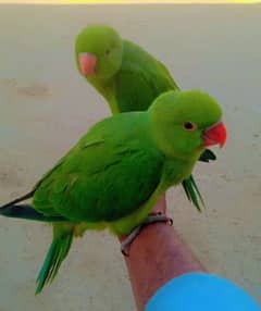 raa Kashmiri parrot