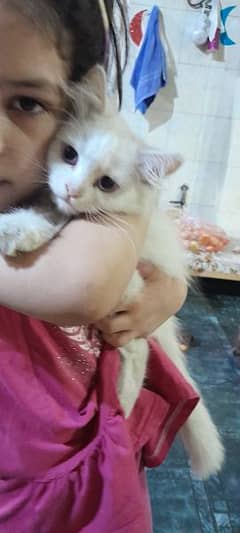 Persian kitten for sale . . . #03070014606