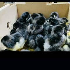 Vaccinated Austrlorp chicks