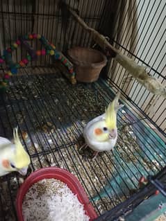 Cockatiel confirm breeder pair