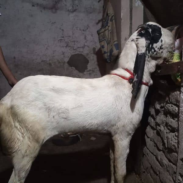 bakra Goat for Qarbani / Aqeeqa 8