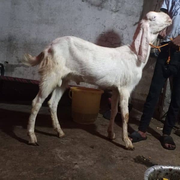 bakra Goat for Qarbani / Aqeeqa 10