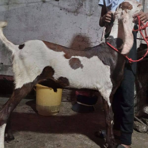 bakra Goat for Qarbani / Aqeeqa 12