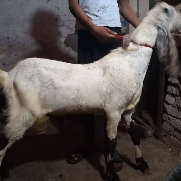 bakra Goat for Qarbani / Aqeeqa 13
