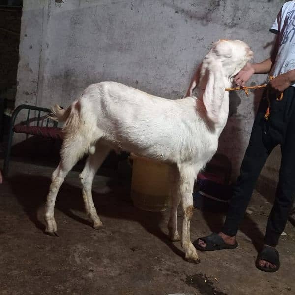 bakra Goat for Qarbani / Aqeeqa 14