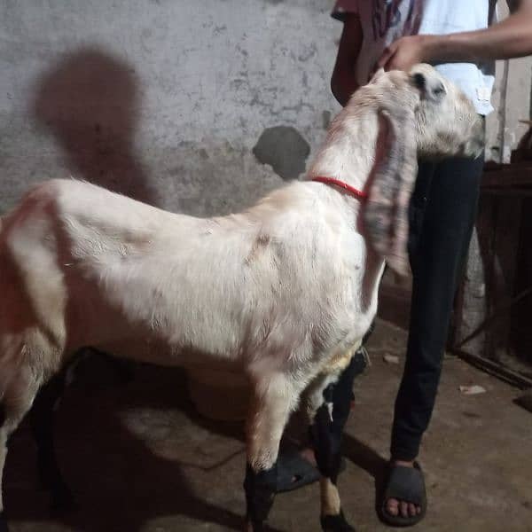 bakra Goat for Qarbani / Aqeeqa 15